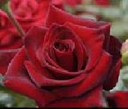 unknow artist Realistic Red Roses oil painting